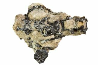 Fossil Permian Reptile Vertebrae and Ribs in Rock - Oklahoma #140120