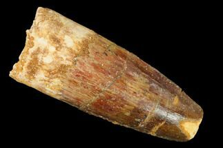 Spinosaurus Tooth - Real Dinosaur Tooth #140735