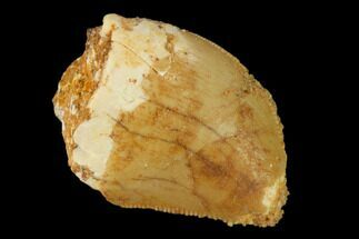 Bargain, .8" Juvenile Carcharodontosaurus Tooth - Morocco - Fossil #140666