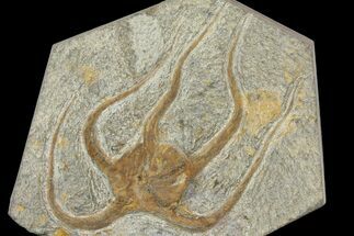 Bargain, Ordovician Brittle Star (Ophiura) - Morocco #140786