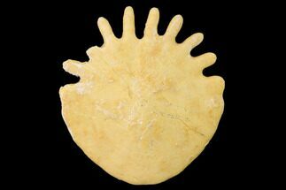 Fossil Sand Dollar (Heliophora) - Morocco #140449