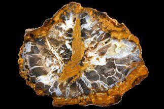 Petrified Wood (Sycamore) Section - Parker, Colorado #141430