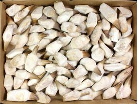 Lot - to Fossil Mosasaur Teeth (Restored Roots) - Pieces #140945