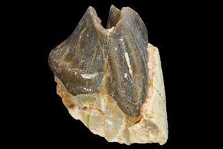 Fossil Running Rhino (Hyracodon) Tooth - South Dakota #140937