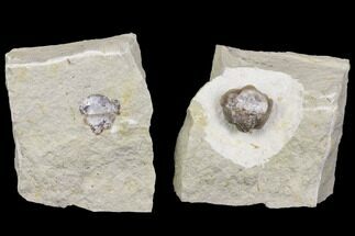 Enrolled Kainops Trilobite Filled With Quartz Crystals - Oklahoma #142087