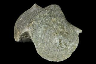 Large, Pyrite Replaced Brachiopod (Paraspirifer) Fossil - Ohio #142152