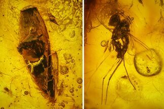 Fossil Flies (Diptera) And Gymnosperm Leaf In Baltic Amber #142201