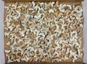 Lot: Fossil Otodus Shark Tooth Pendants - Pieces #141069