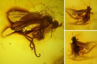Fossil Fly (Diptera) & Thrips (Thysanoptera) In Baltic Amber - Rare! #142230