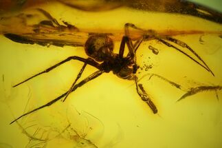 Fossil Spider (Araneae) & Springtail (Collembola) in Baltic Amber #142231