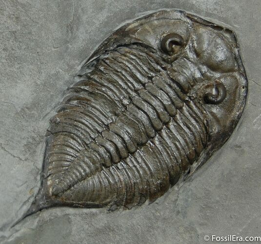 Gorgeous 2 Inch Dalmanites From New York (#12) For Sale - FossilEra.com