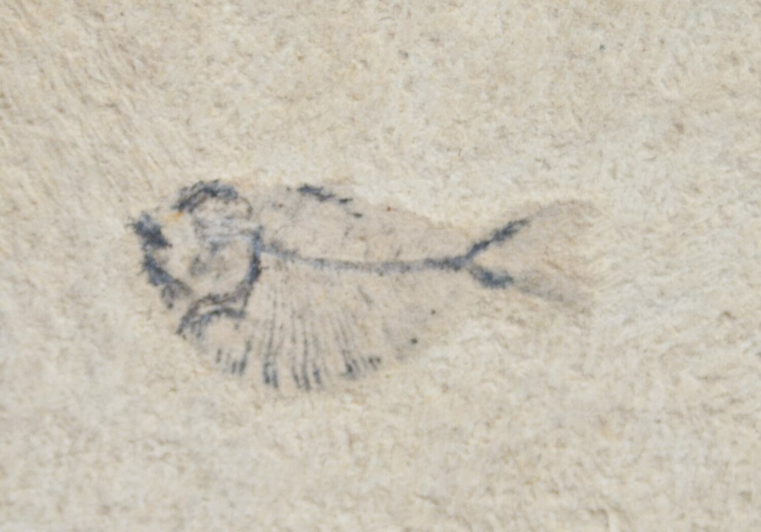 Pycnodontid Fish .9