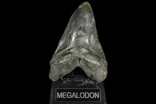 Monster, Fossil Megalodon Tooth - South Carolina #142364