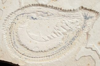 Rhynchodercetis “Needle Fish” Fossil #9846