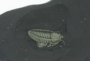 Inch Triarthrus With Preserved Legs #1636