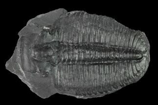 Huge, Elrathia Trilobite Molt Fossil - Utah #140122