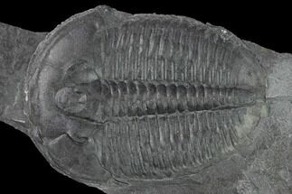Elrathia Trilobite Fossil - Utah #139565