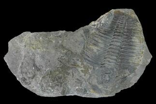 Elrathia Trilobite Molt Fossil - Utah - House Range #140137
