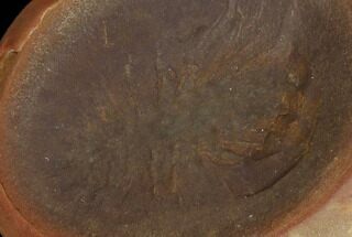 Fossil Worm (Rhaphidiophorus) Pos/Neg - Illinois #120719