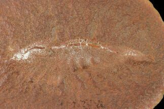 Fossil Shrimp (Peachocaris) Nodule - Illinois #142482