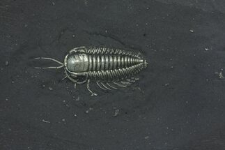 Soft Bodied Triarthrus Trilobite Plus a Worm #1638