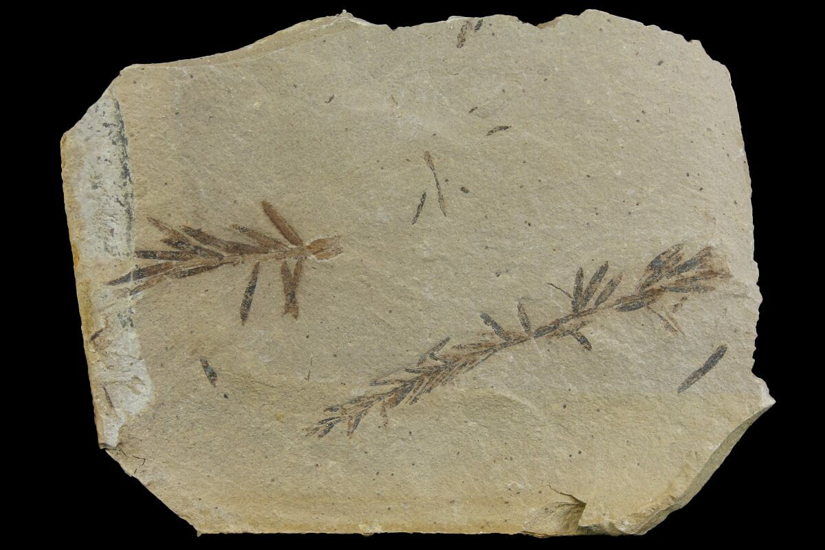 Dawn Redwood Metasequoia Fossils