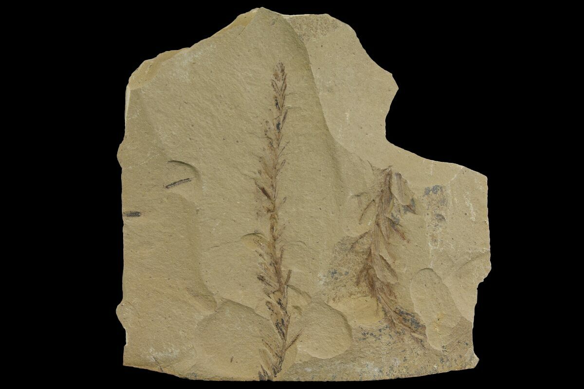 Dawn Redwood Metasequoia Fossils