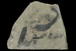 Rare Fossil Peanut Worm (Lecthaylus) Plate - Illinois #142505