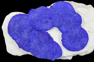 Blue Azurite Sun Cluster on Siltstone - Australia #142798