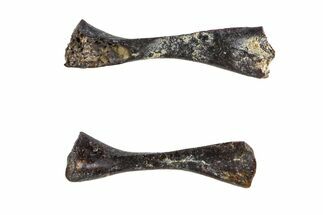 Pair of Permian Reptile Limb Bones - Oklahoma #143002