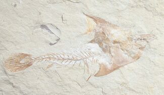 Fossil Coccodus (Crusher Fish) - Lebanon #9476