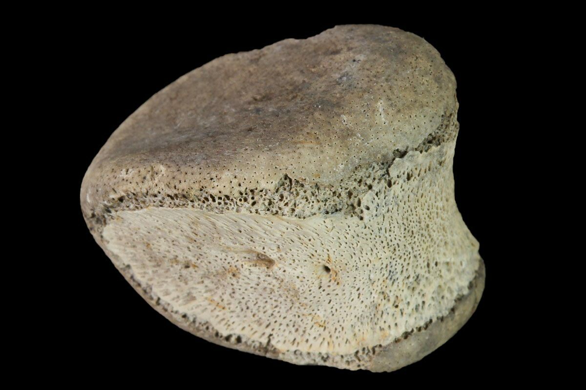 hadrosaur fossil for sale