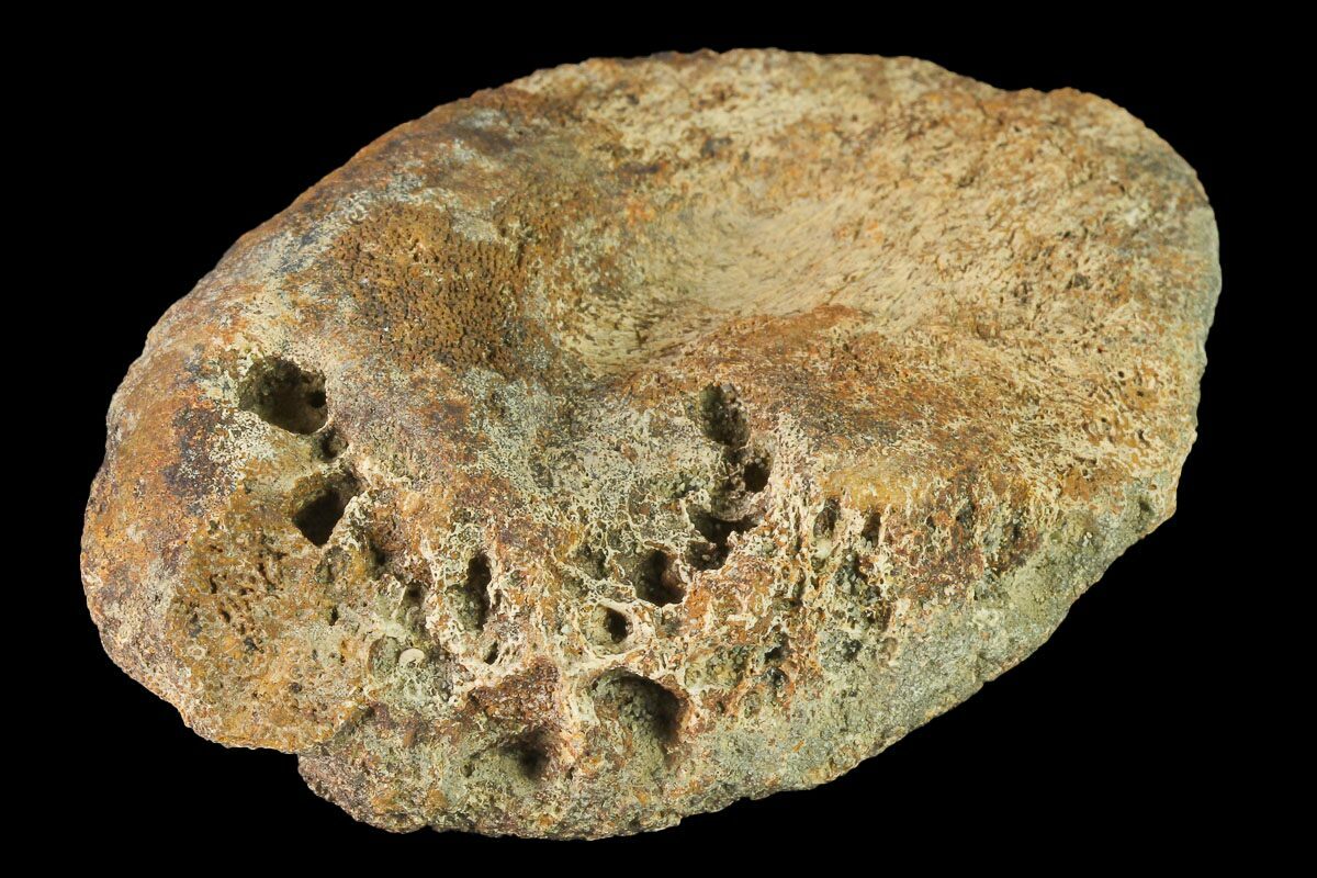 hadrosaur fossil