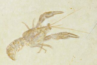 Fossil Lobster (Eryma) - Germany #143812