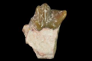 Rare, Fossil Bear Dog (Daphoenus) Tooth - South Dakota #143947