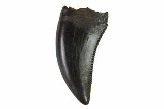 Serrated Theropod Tooth - South Dakota #144035