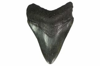Juvenile Megalodon Tooth - Georgia #144367