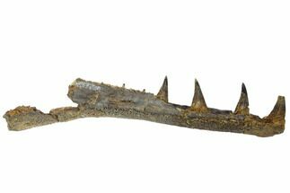 Cretaceous Crocodilian Jaw Section - Hell Creek Formation #144139
