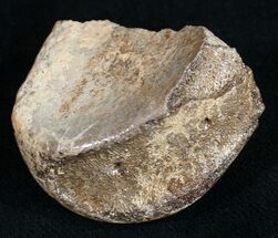 Partial Hadrosaur Metatarsal (Toe) Bone #9971