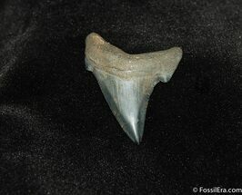 Nicely Serrated Angustiden Shark Tooth Fossil #194