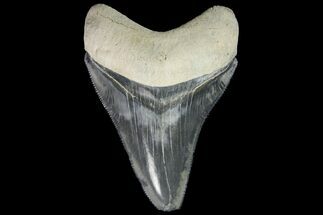 Serrated, Fossil Megalodon Tooth - Bone Valley, Florida #145077