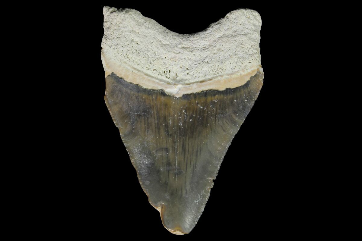 2.35" Fossil Megalodon Tooth Bone Valley, Florida For Sale (145115
