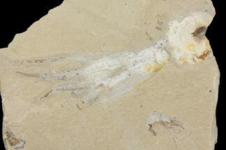 Cretaceous Octopus (Palaeoctopus) With Pos/Neg - Lebanon #145230