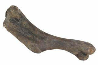 Hadrosaur (Hypacrosaur) Humerus with Metal Stand - Montana #145229