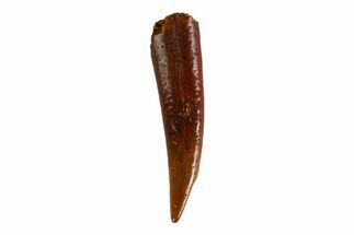 Fossil Fish Fang (Aidachar) - Kem Kem Beds, Morocco #144675