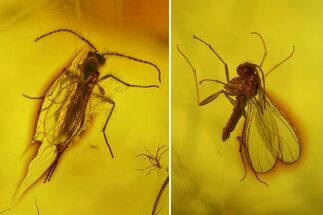 Two Detailed Fossil Flies (One Fungus Gnat) In Baltic Amber #145301