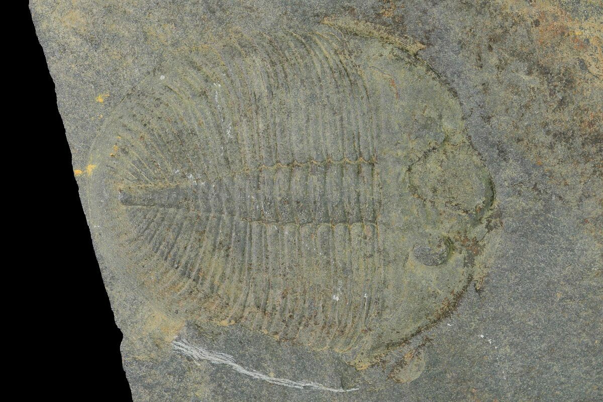 1.5" Ogygiocarella Trilobite Fossil Wales, Great Britain For Sale