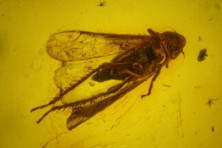 Detailed Fossil Imago Cicada (Auchenorrhyncha) in Baltic Amber #145427