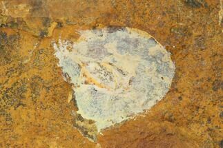 .35" Unidentified Fossil Seed From North Dakota - Paleocene - Fossil #145357