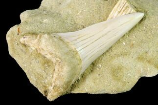 Fossil Mako Shark (Isurus) Tooth On Sandstone - Bakersfield, CA #144448